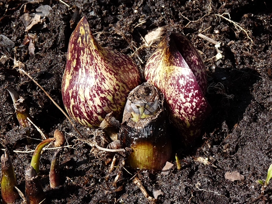 {Symplocarpus foetidus}